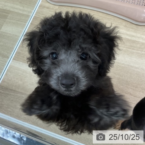 トイ・プードルの写真