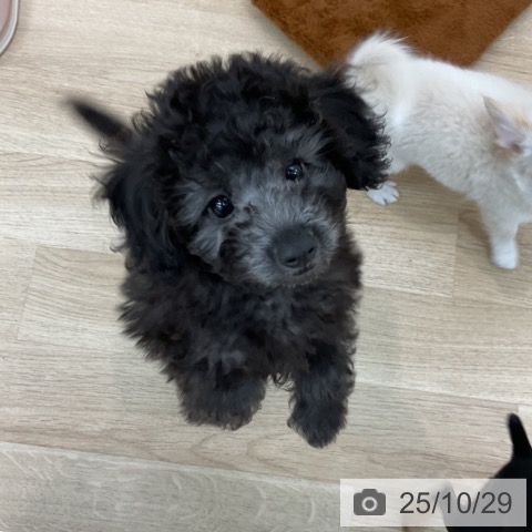 トイ・プードルの写真