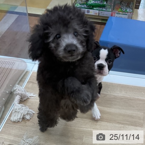 トイ・プードルの写真