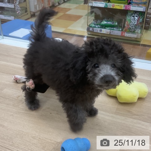 トイ・プードルの写真