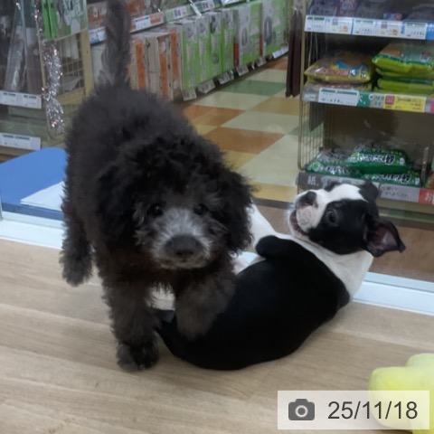 トイ・プードルの写真