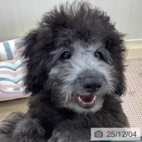 トイ・プードルの写真