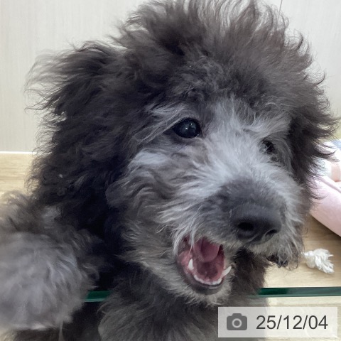 トイ・プードルの写真