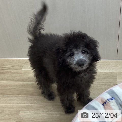 トイ・プードルの写真