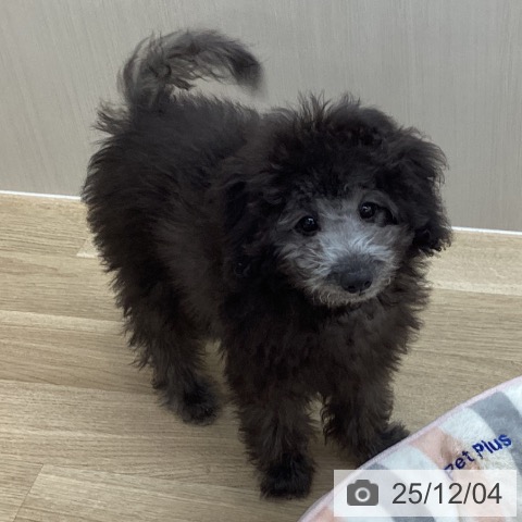 トイ・プードルの写真