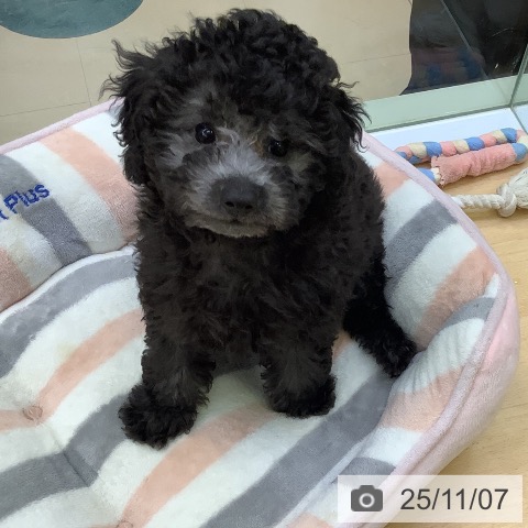 長崎県のトイプードル(トイ) (ペットプラス 長崎店/2025年8月19日生まれ/女の子/シルバー)の子犬の4枚目の画像