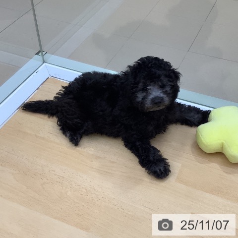 長崎県のトイプードル(トイ) (ペットプラス 長崎店/2025年8月19日生まれ/女の子/シルバー)の子犬の3枚目の画像