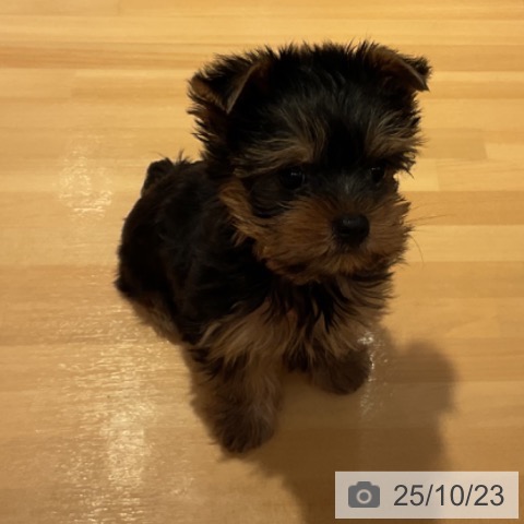 ヨークシャー・テリアの写真