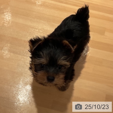 ヨークシャー・テリアの写真