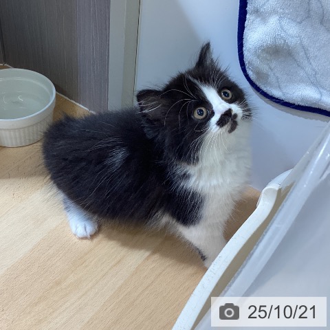 スコティッシュフォールドの写真