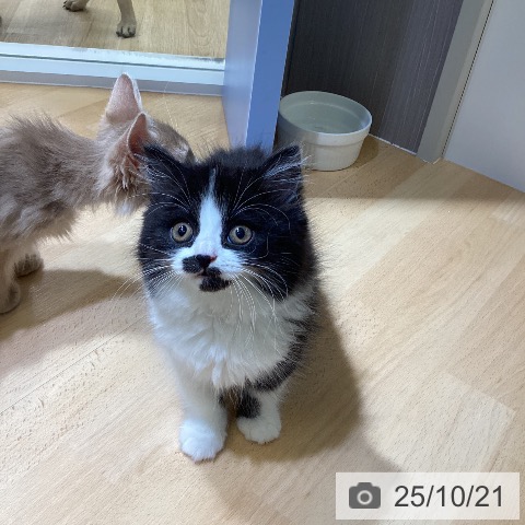 スコティッシュフォールドの写真