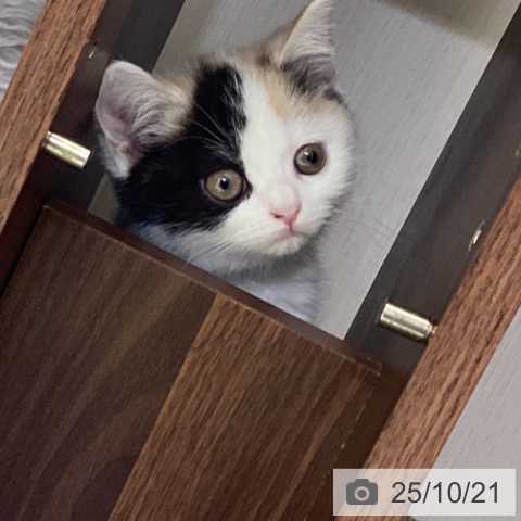 スコティッシュフォールドの写真