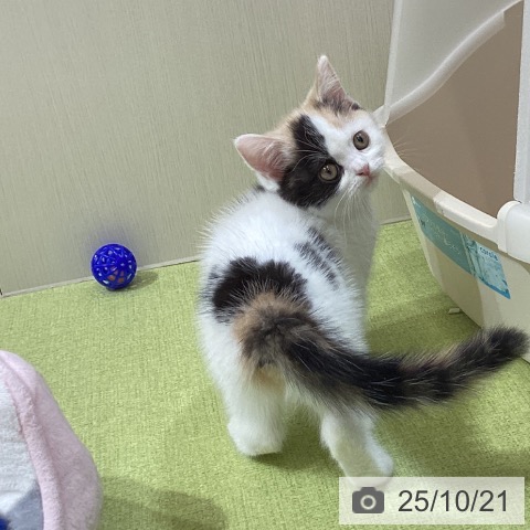 スコティッシュフォールドの写真