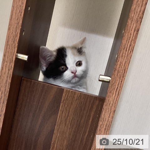 スコティッシュフォールドの写真