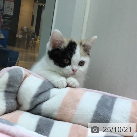 スコティッシュフォールドの写真