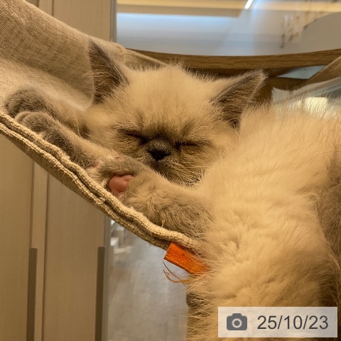 エキゾチックの写真