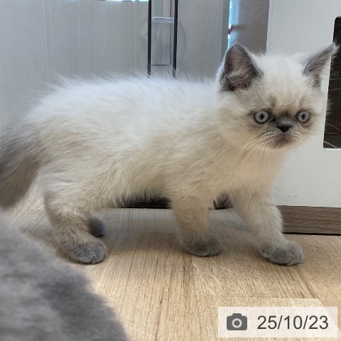 エキゾチックの写真