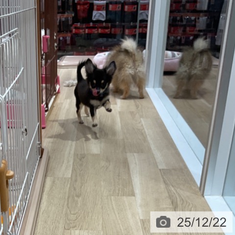 愛知県のチワワ(ロング) (ペットプラス 上飯田店/2025年8月20日生まれ/男の子/ブラックタン)の子犬の4枚目の画像