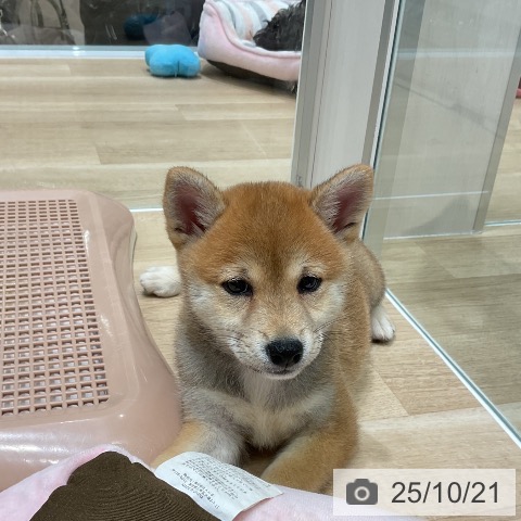 柴の写真