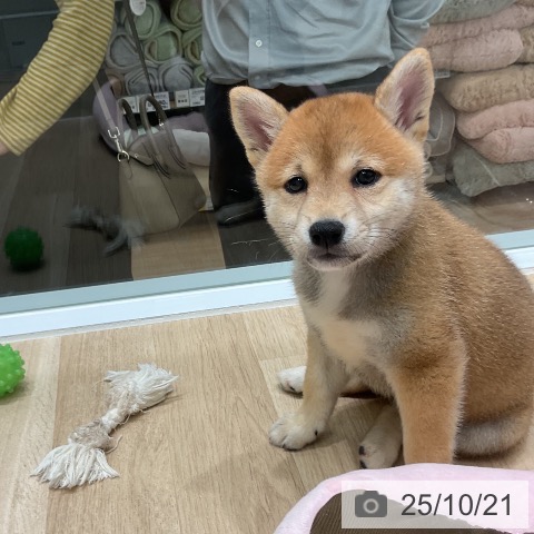 柴の写真