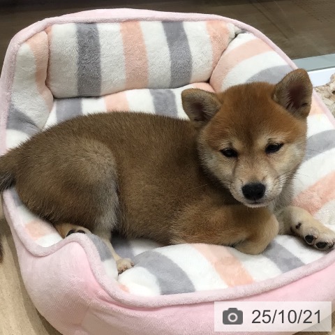 柴の写真