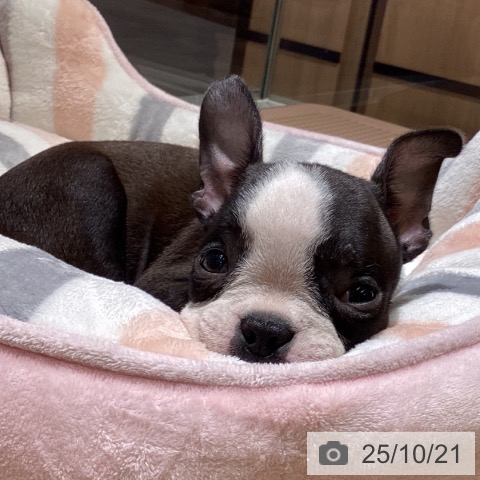 ボストン・テリアの写真