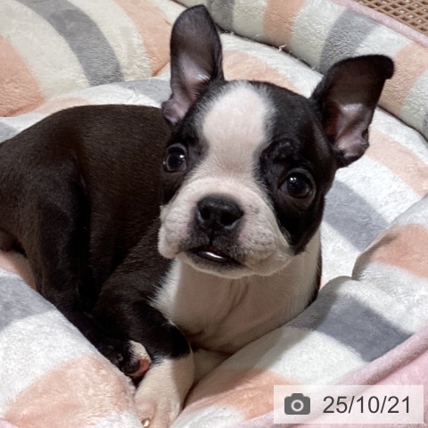 ボストン・テリアの写真