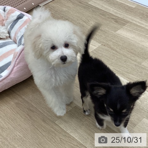 トイ・プードルの写真