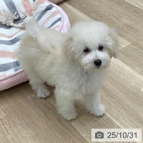 トイ・プードルの写真