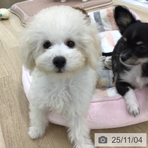 トイ・プードルの写真