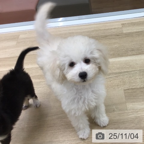 トイ・プードルの写真