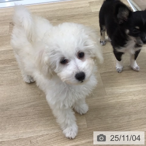 トイ・プードルの写真