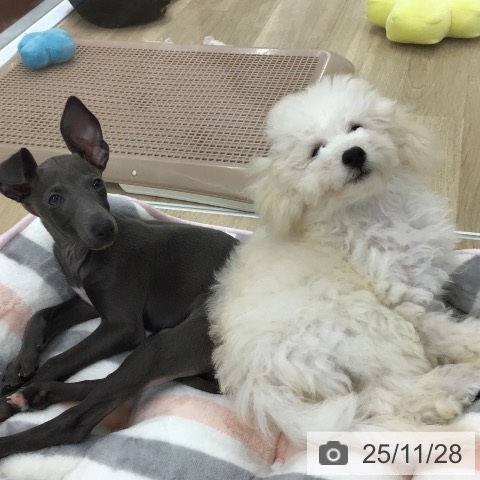 トイ・プードルの写真