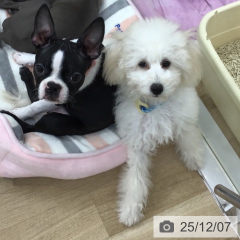 トイ・プードルの写真