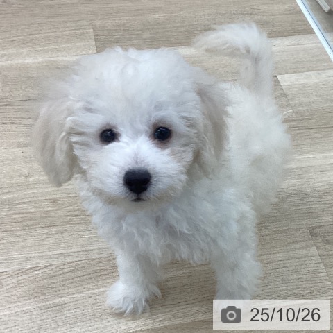 トイ・プードルの写真