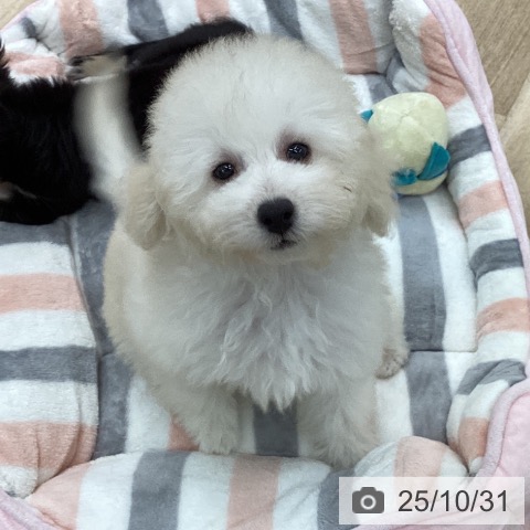 トイ・プードルの写真