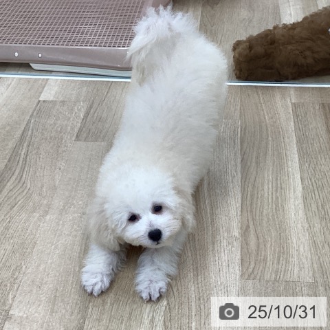 トイ・プードルの写真