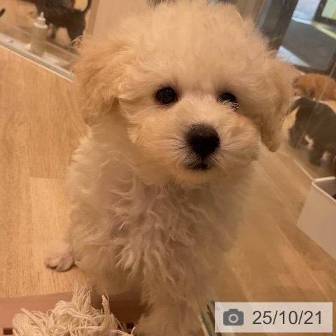 トイ・プードルの写真