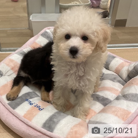 トイ・プードルの写真