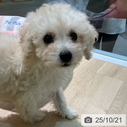 トイ・プードルの写真