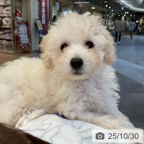 トイ・プードルの写真