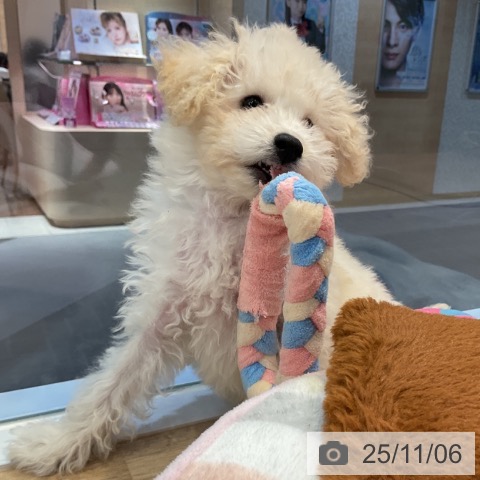 愛知県のトイプードル(トイ) (ペットプラス 三好店/2025年8月19日生まれ/男の子/ホワイト)の子犬の3枚目の画像