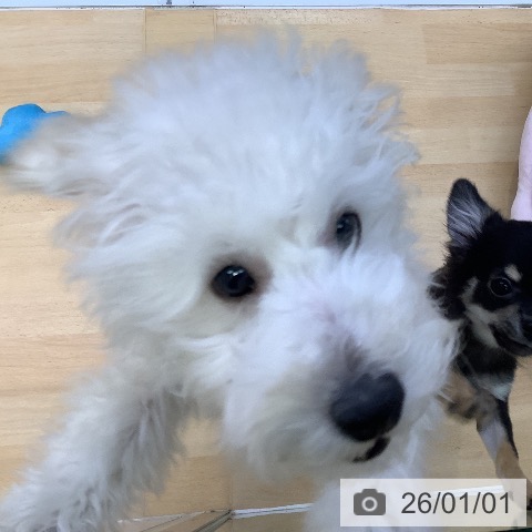 愛知県のトイプードル(トイ) (ペットプラス 三好店/2025年8月19日生まれ/男の子/ホワイト)の子犬の3枚目の画像