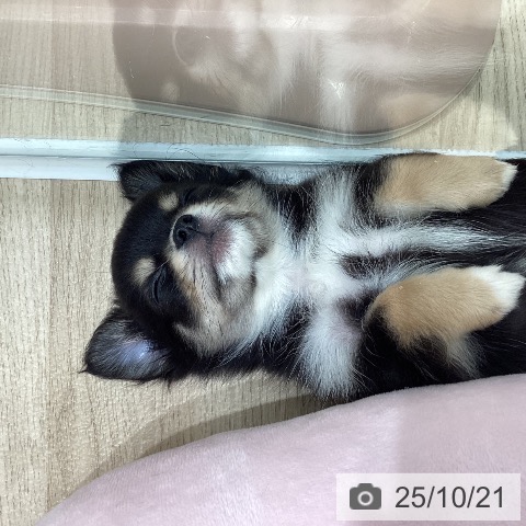 チワワの写真