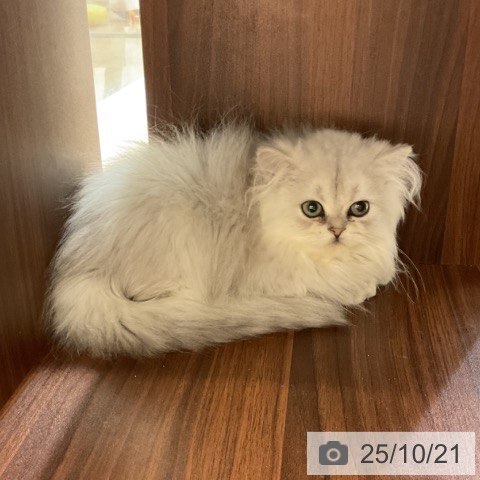 ペルシャの写真