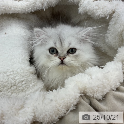 ペルシャの写真