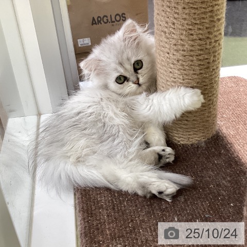 ペルシャの写真