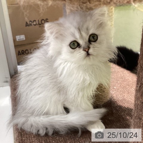 ペルシャの写真