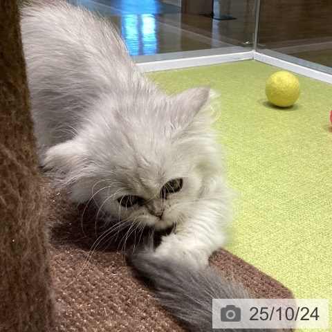 ペルシャの写真