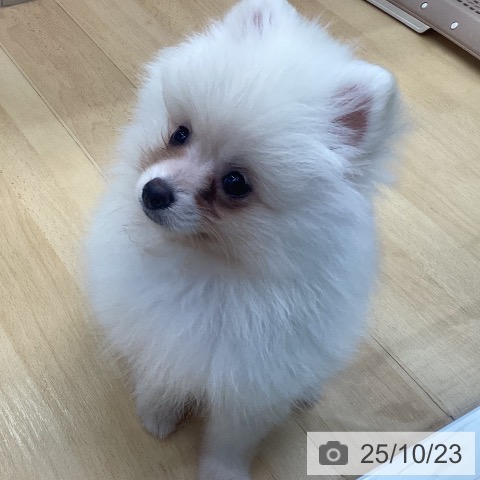 ポメラニアンの写真